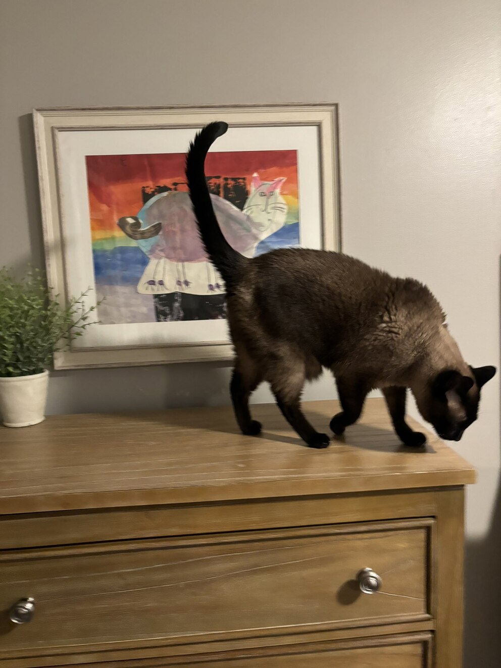 Gato héroe de incendio